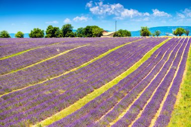 Lavanta, yaz aylarında Provence, Fransa