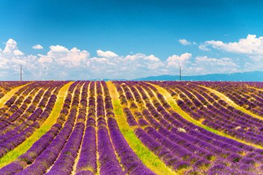 Lavanta çiçeği çiçek açan sonsuz satır alanları kokulu. valenso