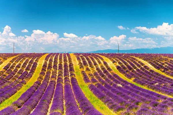 Lavanta çiçeği çiçek açan sonsuz satır alanları kokulu. valenso