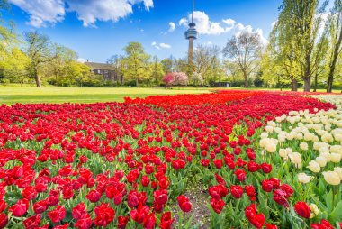 Tulips field in Rotetrdam clipart