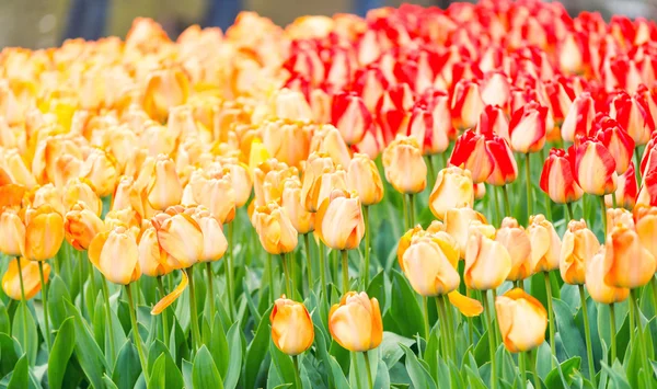 Prachtige kleuren van Nederland tulpen — Stockfoto