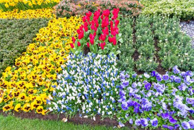Güzel canlı sarı, beyaz ve kırmızı laleler, Keukenhof