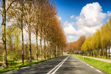 Yolun ortasında ağaçlar