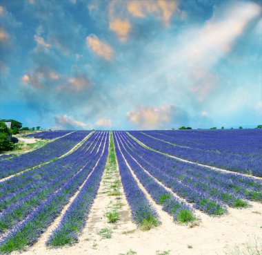 Provence, Temmuz ayında Fransa güzel lavanta alanlar