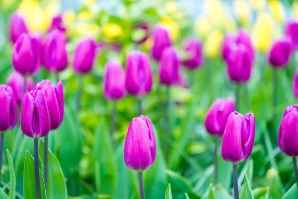 Atemberaubende Farben der niederländischen Tulpen — Stockfoto