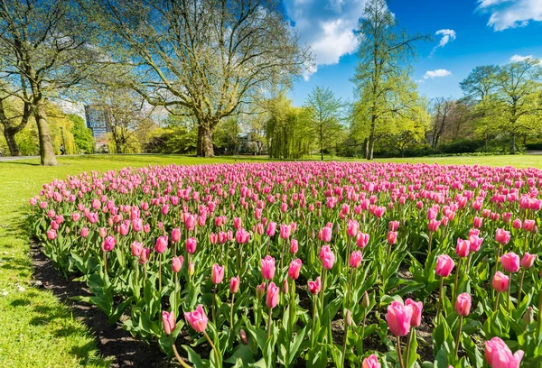 Prado de tulipas em um parque da cidade — Fotografia de Stock