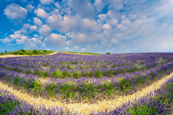 Prachtige lavendelvelden van de Provence, Frankrijk in juli — Stockfoto