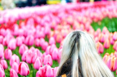 Güzel Lale arka planda Keukenhof bahçeleri, Hollanda