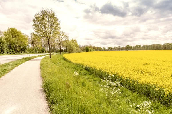 美しい田園地帯に黄色の花のフィールド — ストック写真