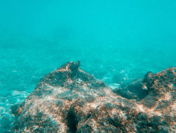 Maldiven onderwater scène — Stockfoto