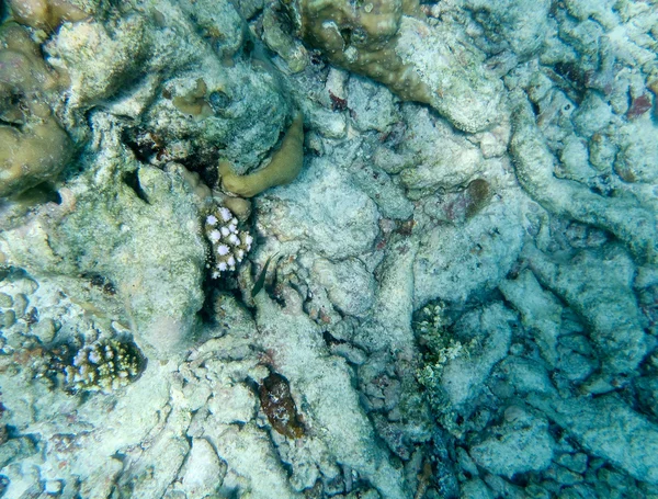 Мальдивская подводная сцена — стоковое фото