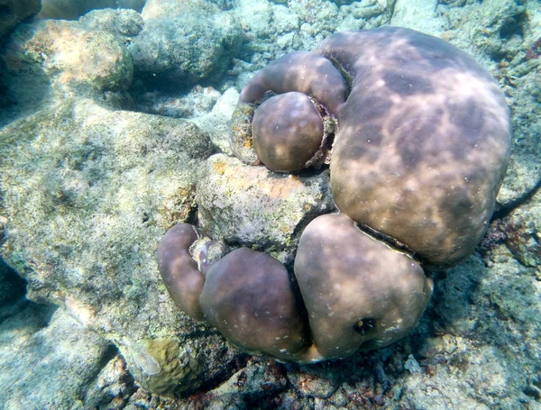 Maldives underwater scene — Stock Photo, Image