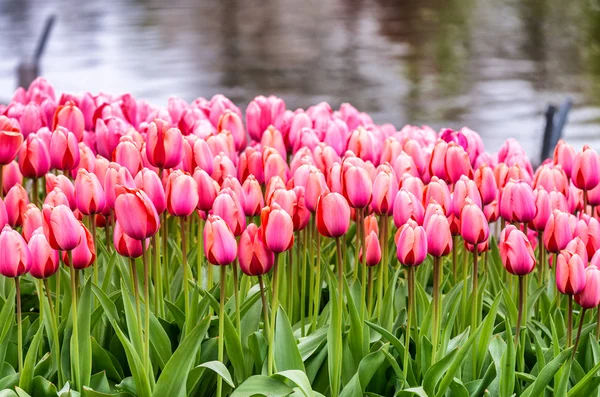 Fondo de hermosos tulipanes en los jardines Keukenhof, Países Bajos —  Fotos de Stock