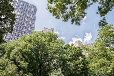 Central Park'a ağaçlar