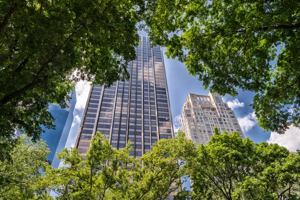 Central Park'a ağaçlar
