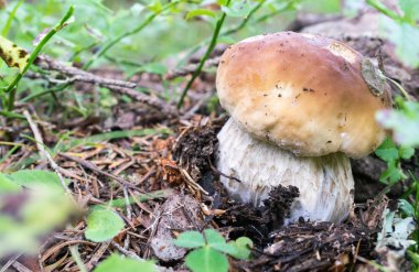 Boletus sonbahar orman