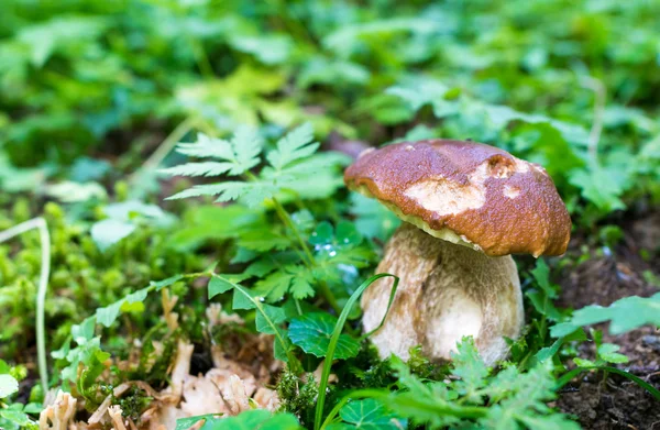 Boletus nella foresta autunnale — Foto Stock