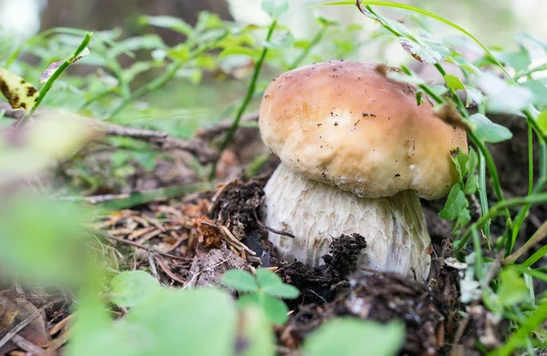 在秋天的森林牛肝菌 — 图库照片