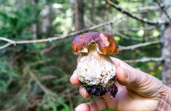 Frau hält Pilz in der Hand — Stockfoto