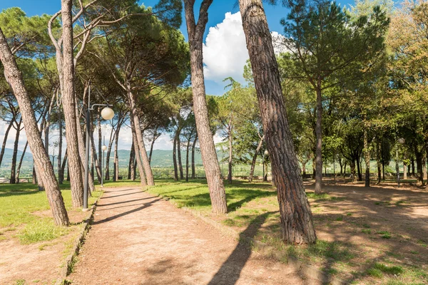 City park with pine trees — Stock Photo, Image