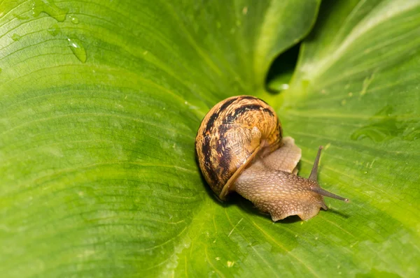 Snail on green leaf — Stock Photo, Image