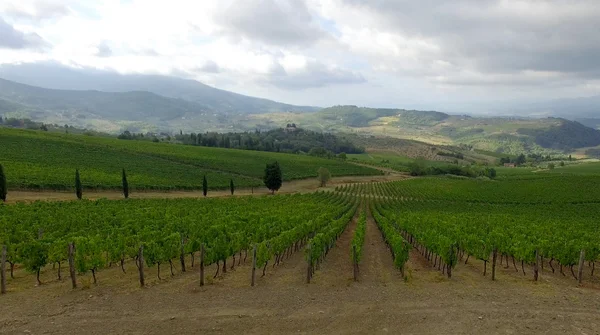 Panorama Tuscan üzüm bağları ve tepeler — Stok fotoğraf