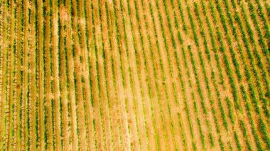 Üzüm bağlarının hava manzarası