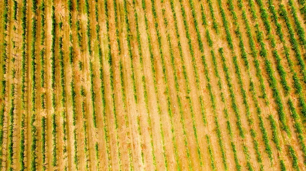 Vista aérea das vinhas — Fotografia de Stock