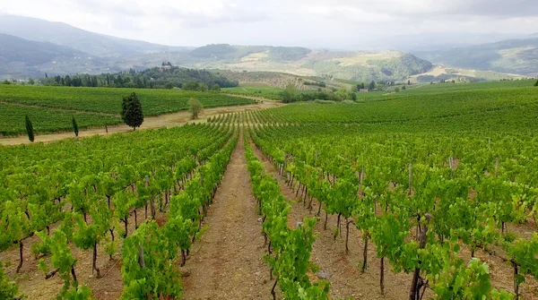 Aerial view of vineyards — Stock Photo, Image