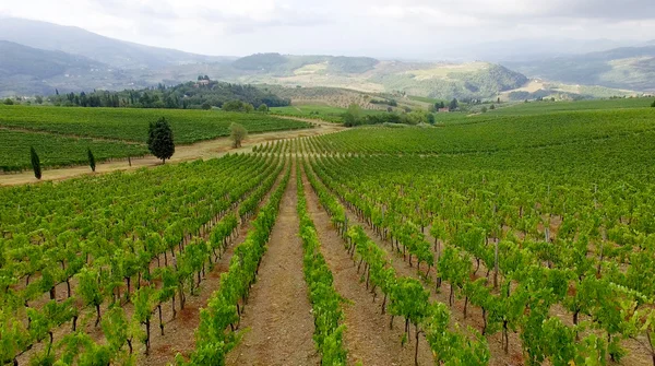 Panorama of Tuscan vineyards and hills — Stock Photo, Image