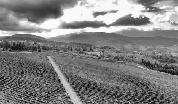 Panoramatický pohled na Toskánsko vinice — Stock fotografie