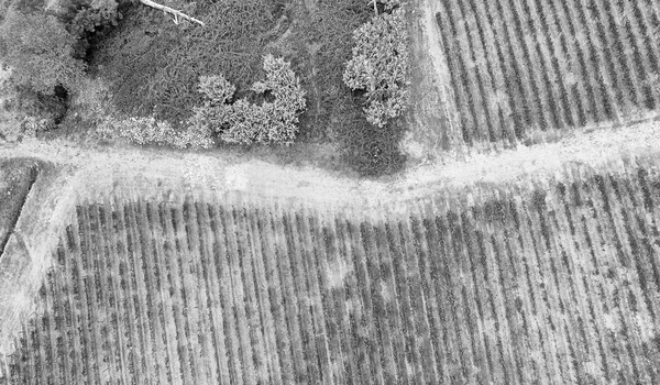 Aerial view of vineyards in the countryside — Stock Photo, Image