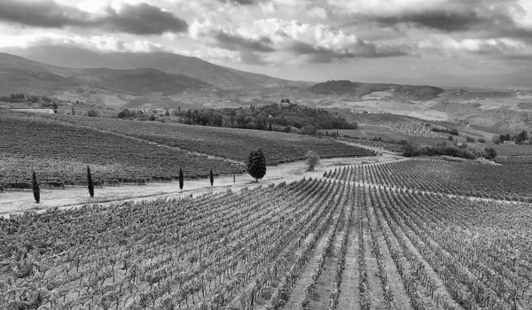 Panoramablick auf die toskanischen Weinberge — Stockfoto