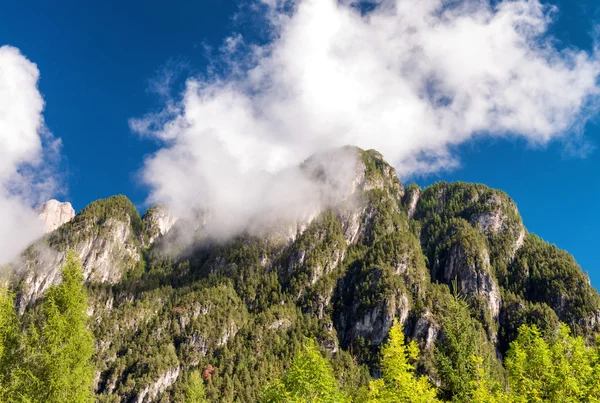 Bergen en bomen in de zomer — Stockfoto