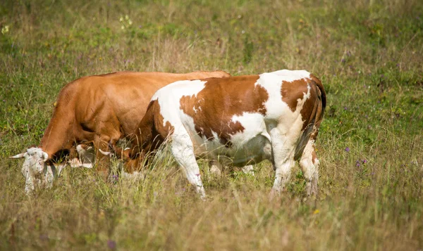 Vacas pastando en el prado — Foto de Stock