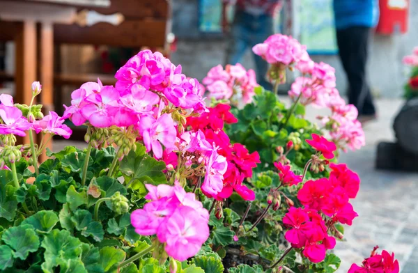 Vacker blomkruka av rosa blommor — Stockfoto