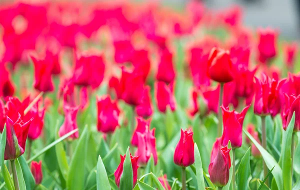 Oblast pozadí tulipány — Stock fotografie