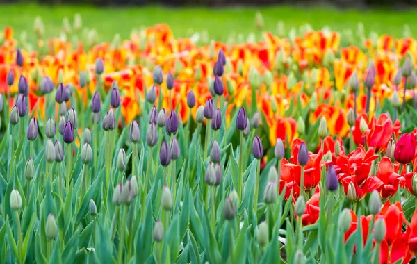 Farbenfrohes Tulpenfeld in Holland — Stockfoto
