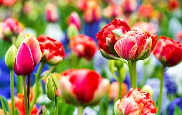 Barevné pole tulipánů v Holandsku — Stock fotografie
