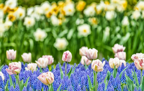 Kolorowe pola tulipanów w Holandii — Zdjęcie stockowe