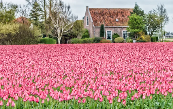 Tulipán mező Hollandiában — Stock Fotó