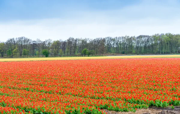 オランダでチューリップの花のフィールド — ストック写真