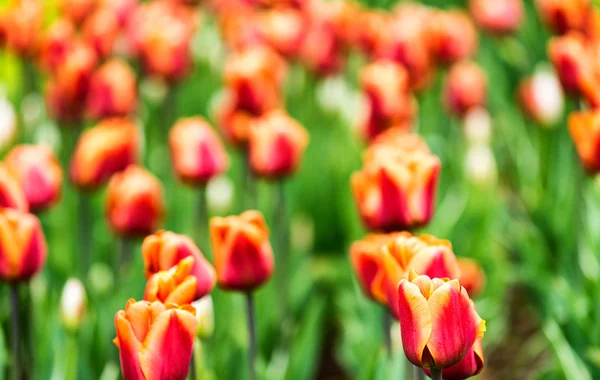 Barevné pole tulipánů v Holandsku — Stock fotografie