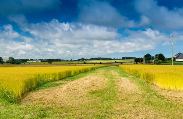 Weizenfeld in der Normandie, Frankreich — Stockfoto