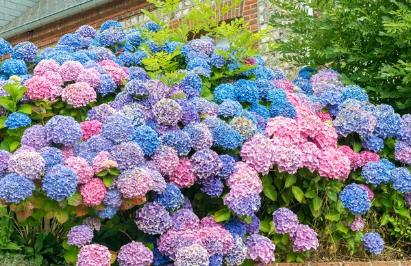 Colorful hortensia flowers — Stock Photo, Image