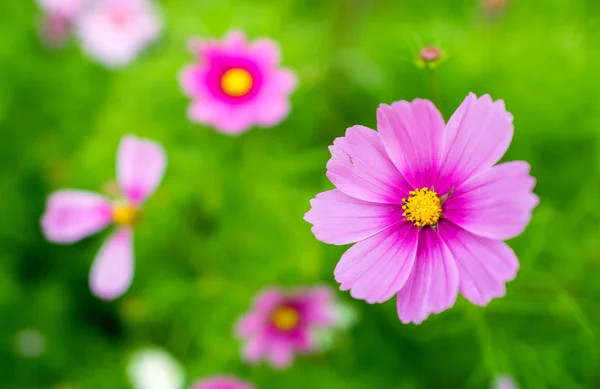 Pink daisy flowers — Stock Photo, Image