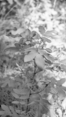 Banff Ulusal Parkı 'ndaki muhteşem orman, kızılötesi görüş - Kanada