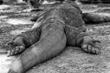 Komodo ejderhası Endonezya 'daki tropik ormanlarla çevrili Loh Liang Ulusal Parkı' nda dinleniyor..