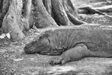 Komodo NP 'nin sık ormanlarıyla çevrili kumlu sahildeki Komodo ejderhasının eşsiz kızılötesi perspektifi..