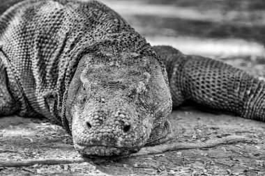 Komodo ejderhası Endonezya 'daki tropik ormanlarla çevrili Loh Liang Ulusal Parkı' nda dinleniyor..